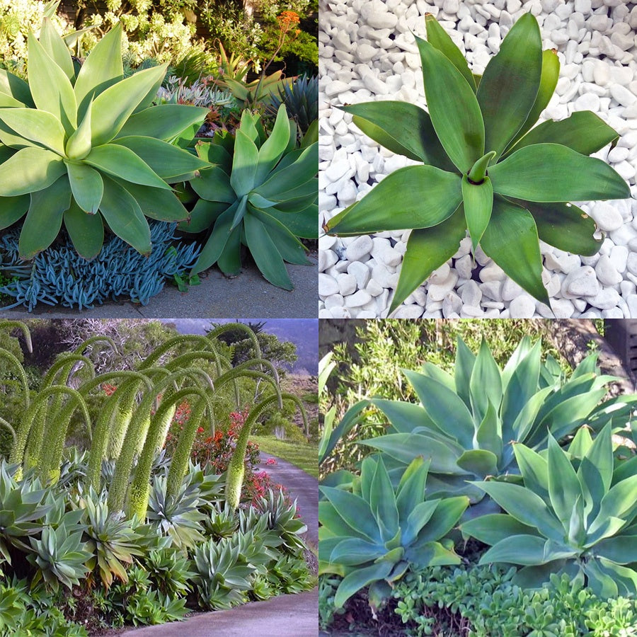 Siklok Hijau Bunga Cinta Agave Attenuata Nanas Nanasan Tanaman Hias Bibit SIKLOK-1015
