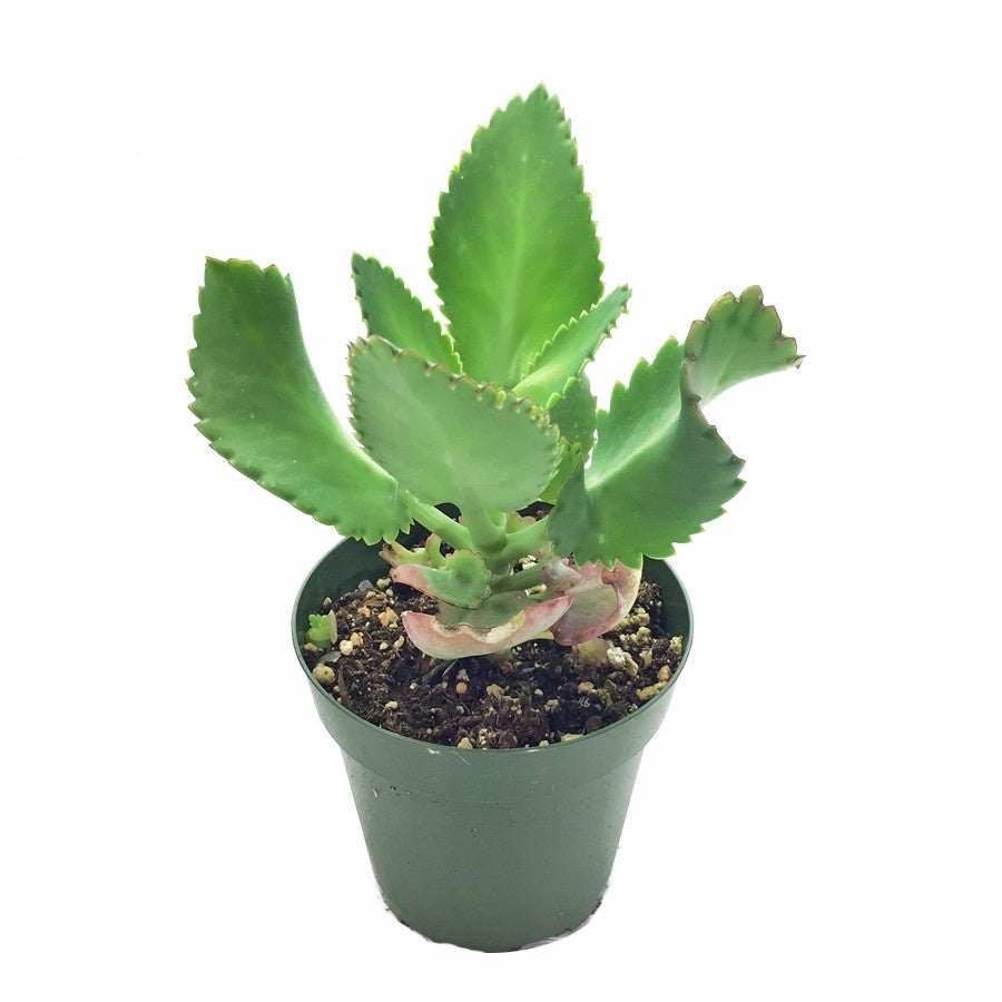 Cocor Bebek Sukulen Sekulen Bryophyllum Pinnatum Tanaman Hias Bibit 02