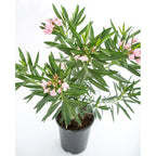Nerium Oleander Bunga Jepun Jpun Mentega Pink Muda Tanaman Hias Bibit 2030
