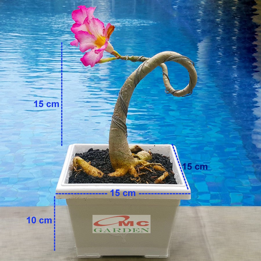 Tanaman Hias Bonsai Mame Adenium Arabicum Obesum Kamboja Jepang B-KJ-011