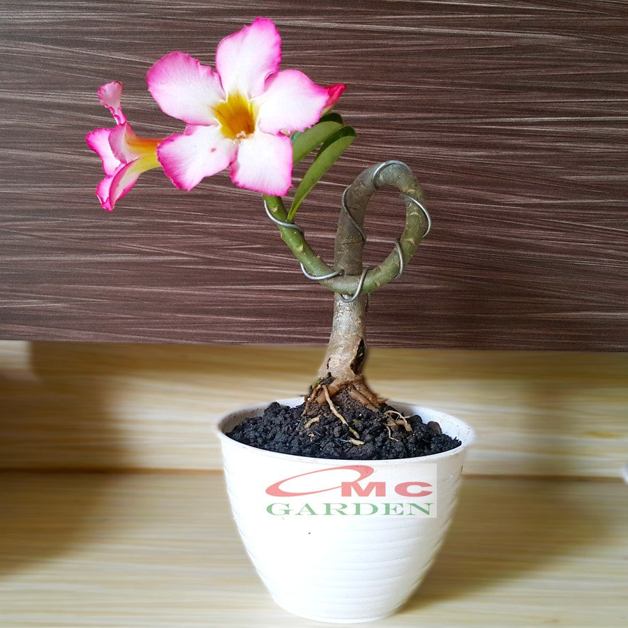 Tanaman Hias Bonsai Adenium Arabicum Obesum Kamboja Jepang B-KJ-001