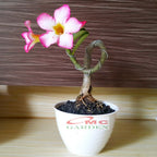 Tanaman Hias Bonsai Adenium Arabicum Obesum Kamboja Jepang B-KJ-001