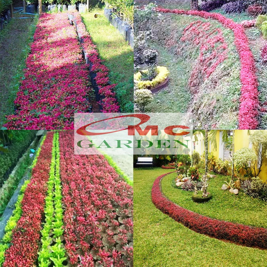 Tanaman Hias Krokot Kerokot Kriminil Daun Merah Hijau Kuning Dolar Koin Putih Salju