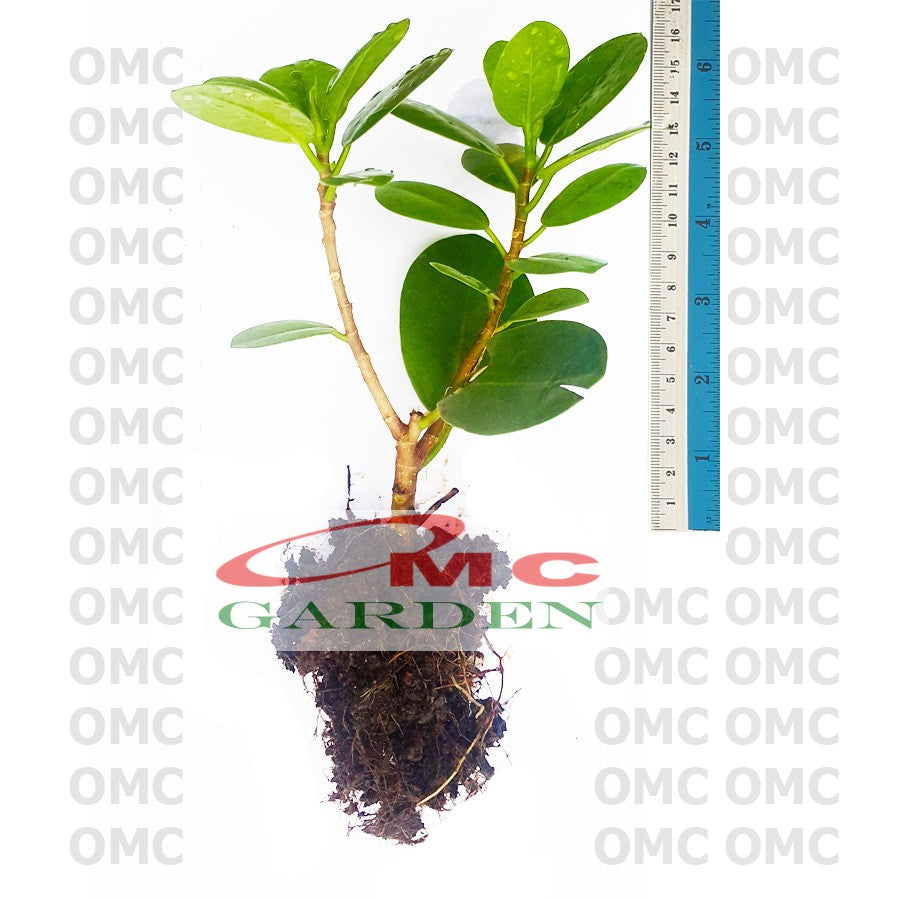Tanaman Hias Pohon Bonsai Beringin Korea Mini Dolar Bibit