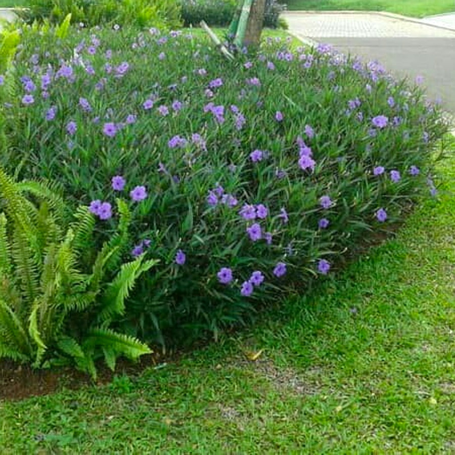Rawelia Ruelia Rolia Bunga Ungu Pink Tabibosa Ruellia Tanaman Hias Bibit RWL-B-2030