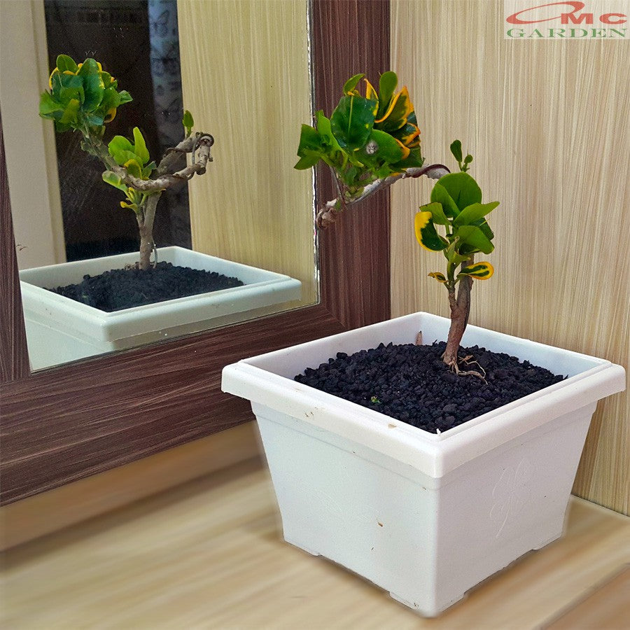 Bonsai Bonsae Mame Puring Croton Emping Jengkol Coin Mawar Tanaman Hias Pohon B-PR-EMPING-004