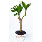 Bonsai Dracaena Fragrans Massangeana Corn Plant Hijau Hanjuang B-DFM-004