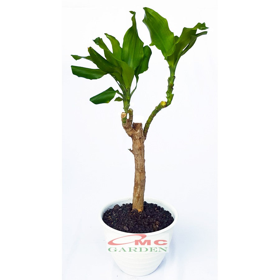 Bonsai Dracaena Fragrans Massangeana Corn Plant Hijau Hanjuang B-DFM-004