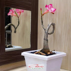 Tanaman Hias Bonsai Mame Adenium Arabicum Obesum Kamboja Jepang B-KJ-011