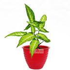 Keladi Mini Runcing Bintang Star Syngonium Trileaf Wonder Talas 1020