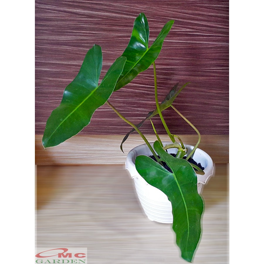 Philodendron Philo Brekele Burle Marx Tanaman Hias PBR-1020