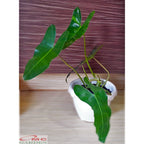 Philodendron Philo Brekele Burle Marx Tanaman Hias PBR-1020