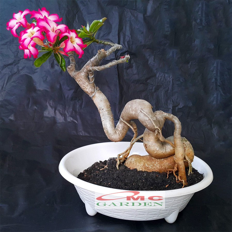 Tanaman Hias Bonsai Adenium Arabicum Obesum Kamboja Jepang B-KJ-003TP