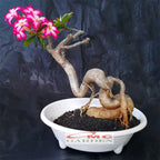 Tanaman Hias Bonsai Adenium Arabicum Obesum Kamboja Jepang B-KJ-003TP