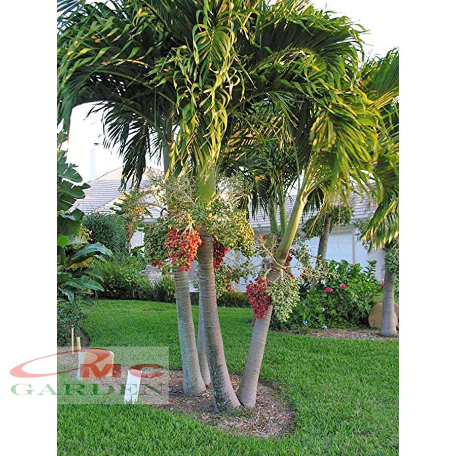 Tanaman Hias Palm Palem Putri Christmas Veitchia Adonidia Merrillii Bibit PP-1520