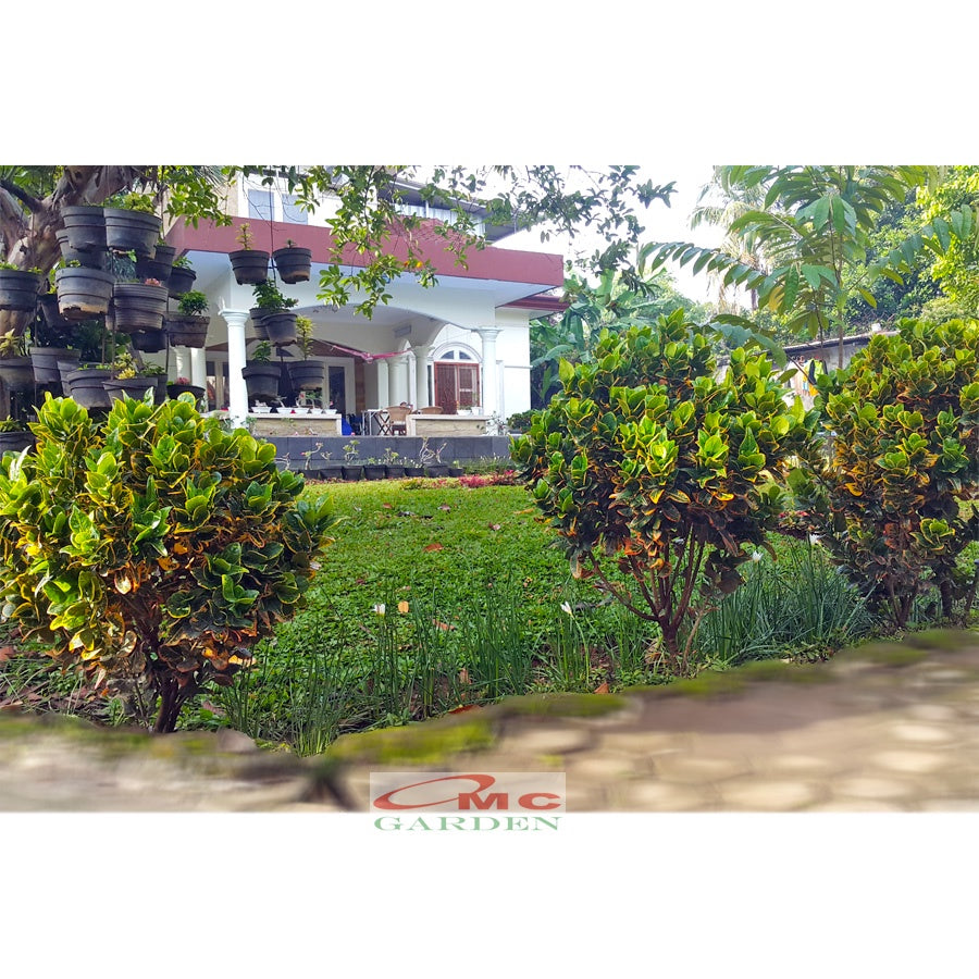 Tanaman Hias Pohon Bonsai Mame Puring Croton Emping Jengkol Coin Mawar B-PR-EMPING-005