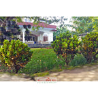Tanaman Hias Pohon Bonsai Mame Puring Croton Emping Jengkol Coin Mawar B-PR-EMPING-005