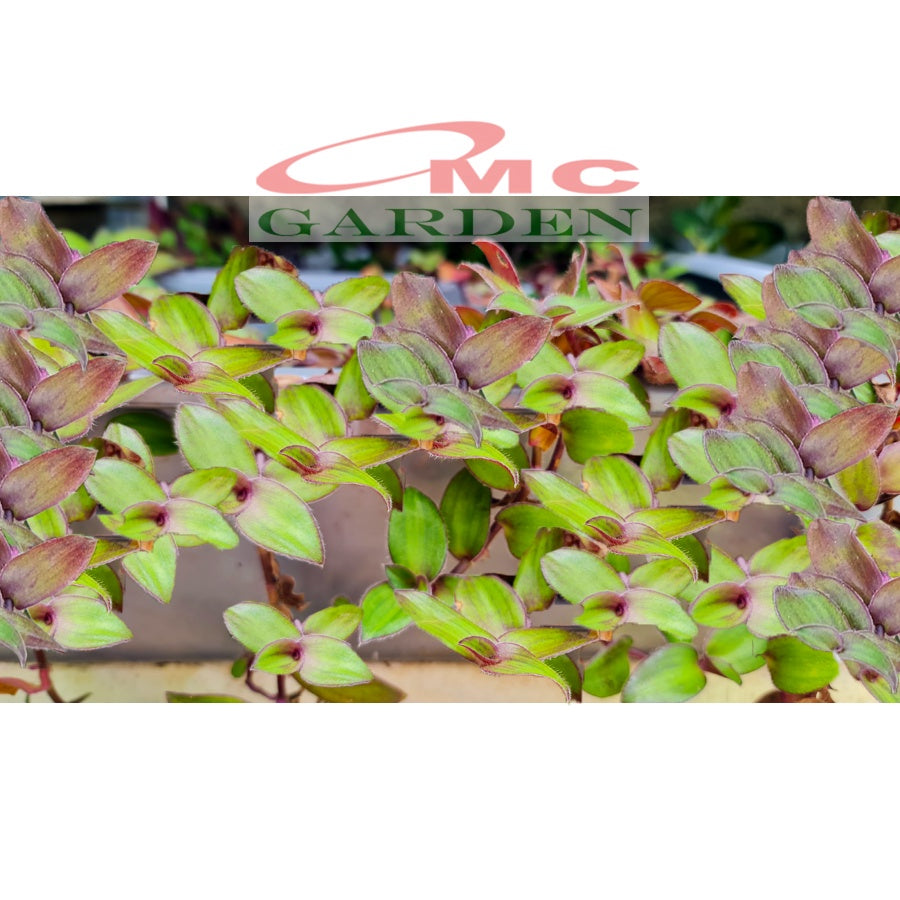 Tradescantia Zebrina Zabrina Hijau Ungu Pink Plant Zebrakraut  Rumput Belang Tanaman Hias Gantung Stek Batang 1020cm