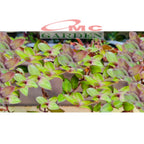 Tradescantia Zebrina Zabrina Hijau Ungu Pink Plant Zebrakraut  Rumput Belang Tanaman Hias Gantung Stek Batang 1020cm