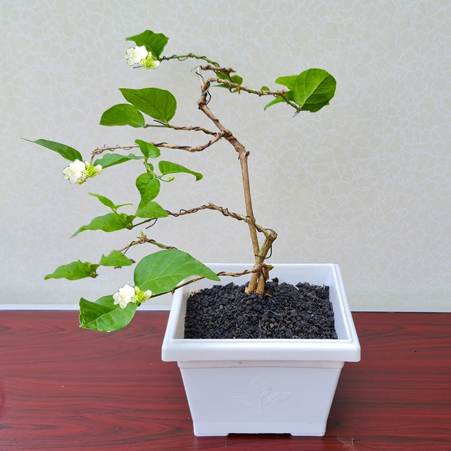 Bonsai Bonsae Bunga Melati Putih Wangi Harum Jasminum Sambac Tanaman Hias 002