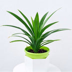 Bonsai Bonsae Pandan Wangi Pandanus Amaryllifolius Tanaman Hias 001