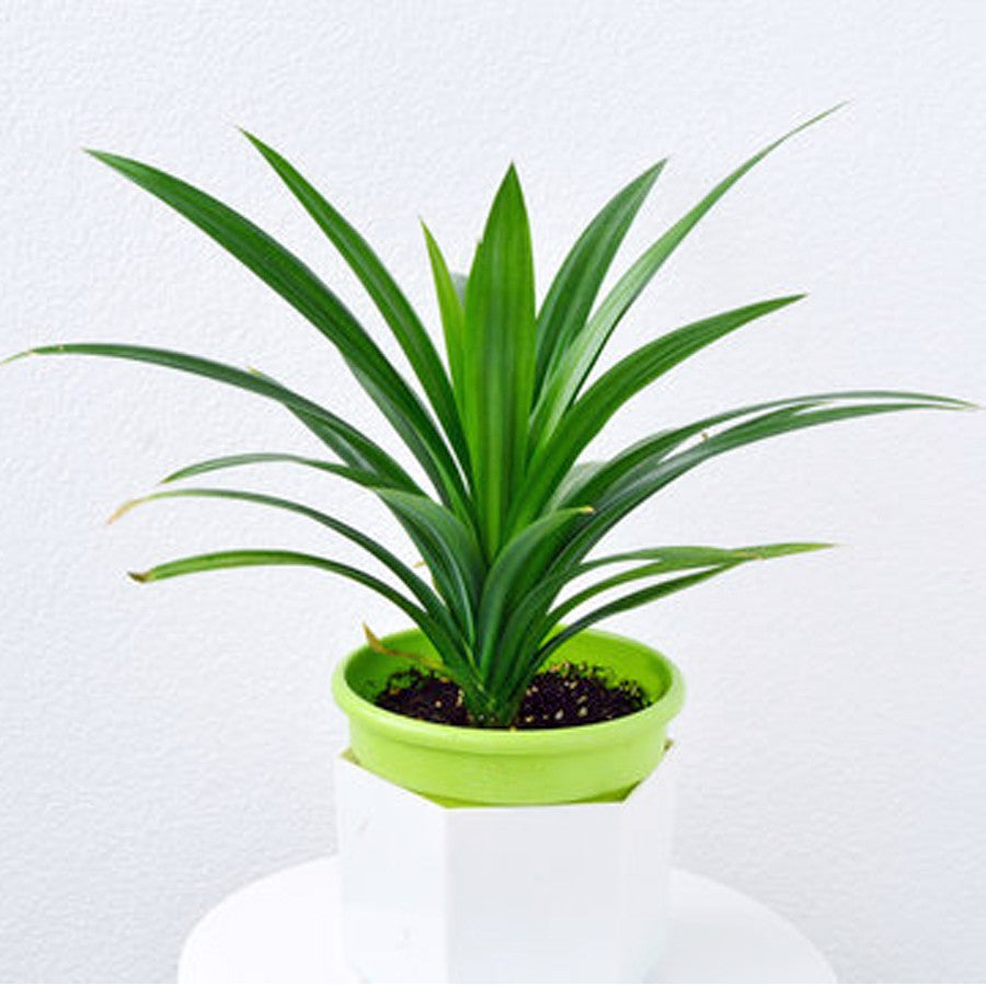 Bibit Pohon Tanaman Daun Pandan Wangi Pandanus Amaryllifolius PANDAN-1020