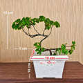 Bonsai Mame Berlangkas Andong Kedondong Laut Ming Aralia Polyscias Fruticosa Tanaman Obat Herbal Hias Paludarium Terrarium Vivarium 002