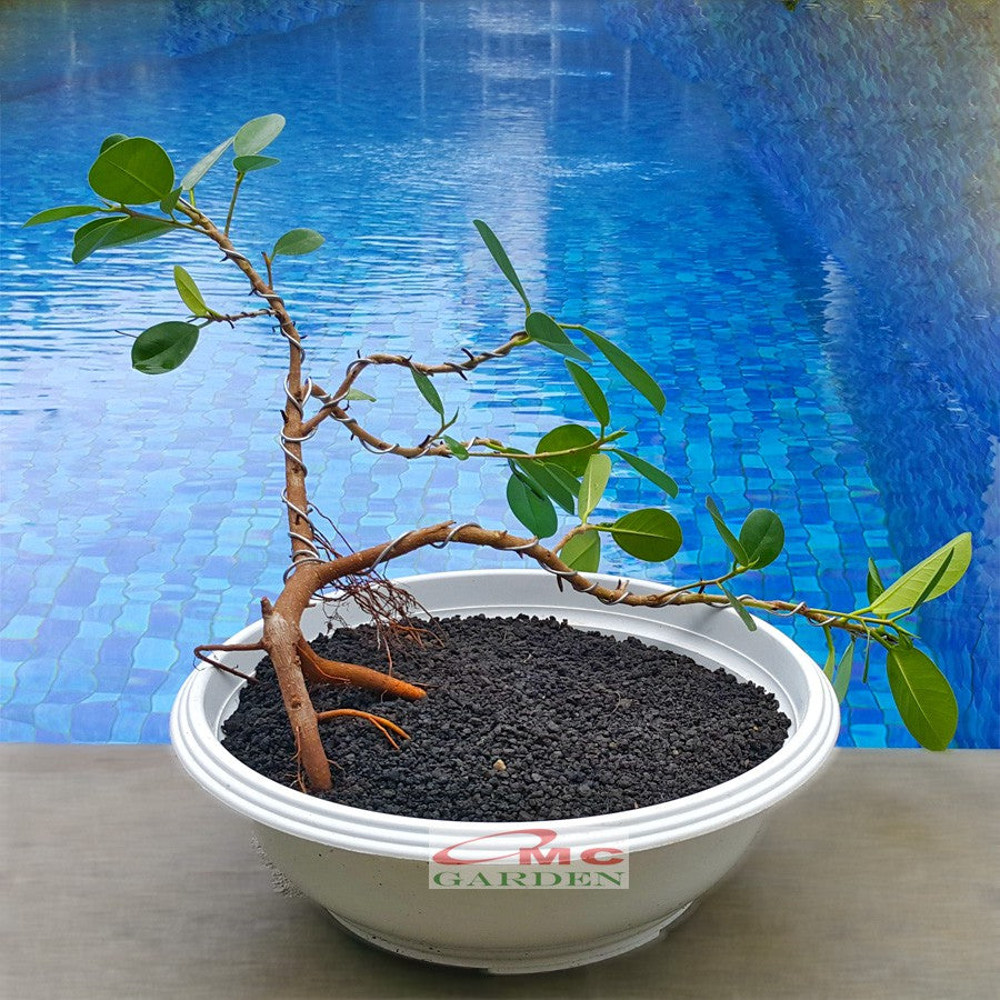 Tanaman Hias Pohon Bonsai Mame Beringin Korea Mini Dolar B-BK-017