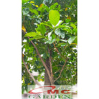 Bibit Tanaman Pohon Mengkudu Noni Pace Tanaman Obat Herbal MKD-5060