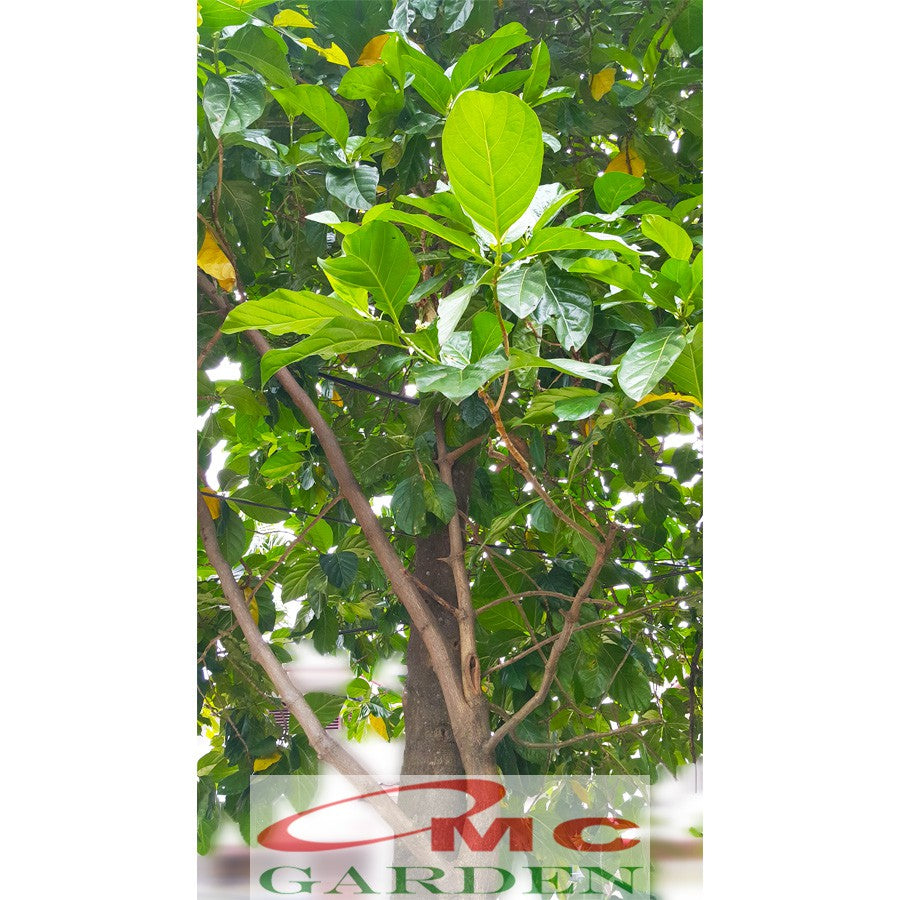 Bibit Tanaman Pohon Mengkudu Noni Pace Tanaman Obat Herbal MKD-5060