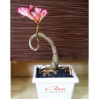 Tanaman Hias Bonsai Mame Adenium Arabicum Obesum Kamboja Jepang B-KJ-011