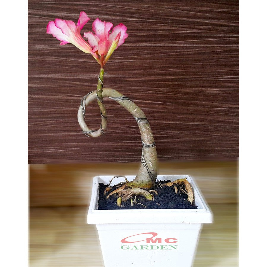 Tanaman Hias Bonsai Mame Adenium Arabicum Obesum Kamboja Jepang B-KJ-011