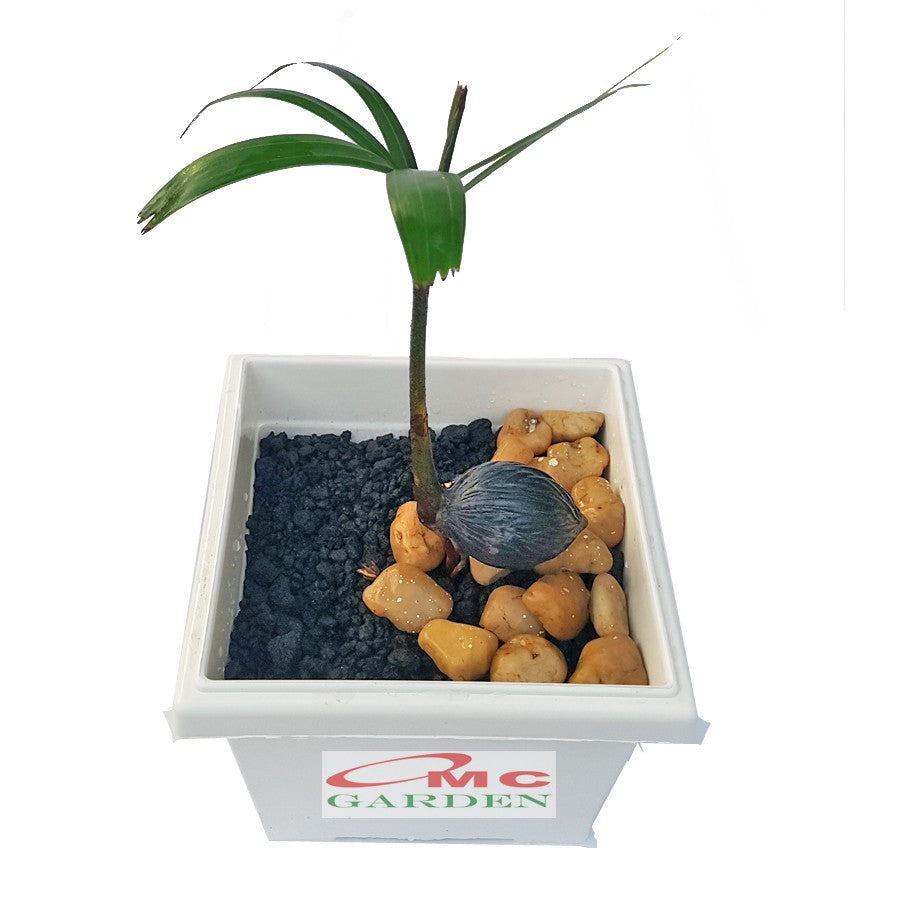 Tanaman Hias Pohon Bonsai Palm Palem Raja Regia Bibit B-PR-001