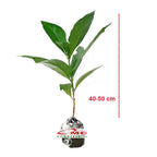 Bibit Tanaman Pohon Mengkudu Noni Pace Tanaman Obat Herbal MKD-4050