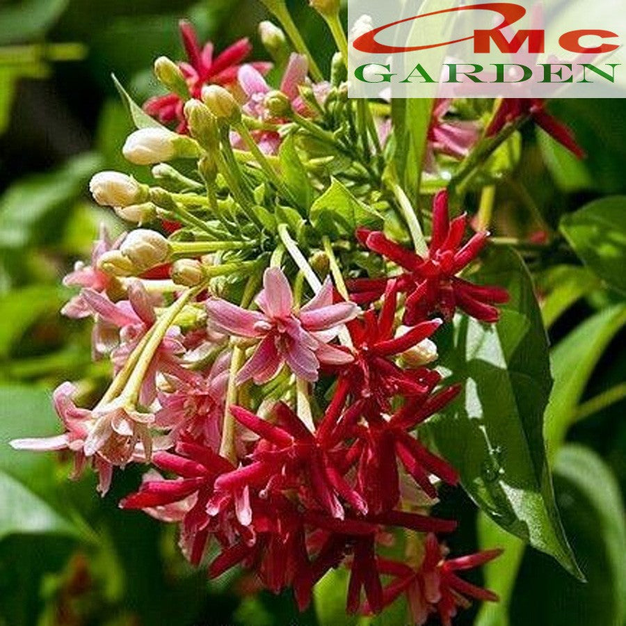 Tanaman Hias Melati Belanda Ceguk Merambat Atap Pergola Kanopi Dinding MB-B-1020
