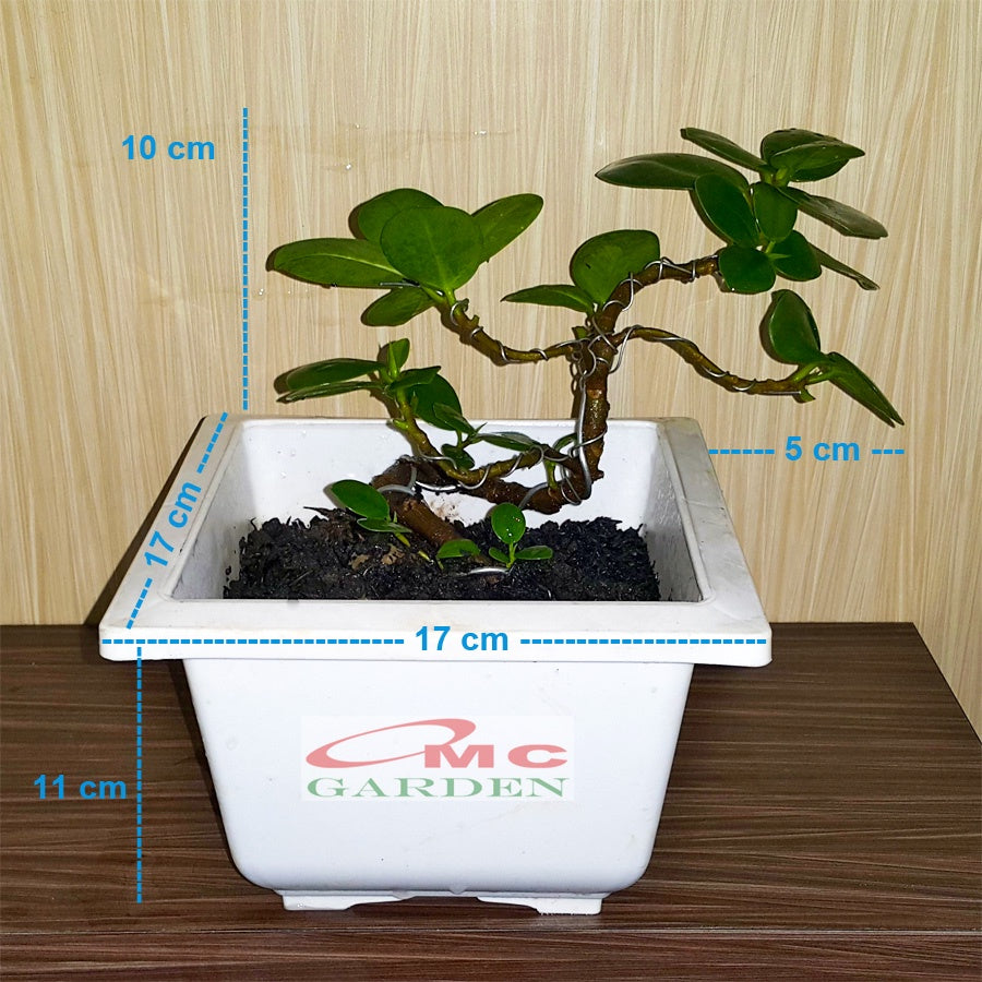 Tanaman Hias Pohon Bonsai Mame Beringin Korea Mini Dolar B-BK-008