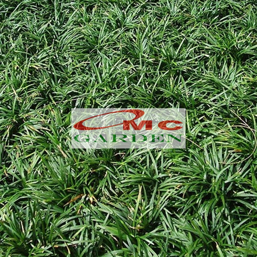 Tanaman Hias Rumput Kucay Kucae Kucai Mini Bordir List Lis RKCM