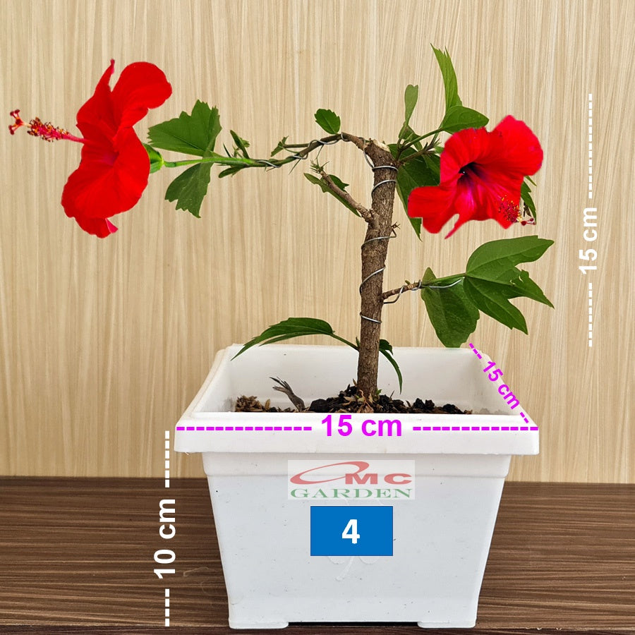 Bonsai Bonsae Mame Kembang Sepatu Bunga Raya Hibiscus Worawari Rosa Dinensis Merah Tanaman Hias 001