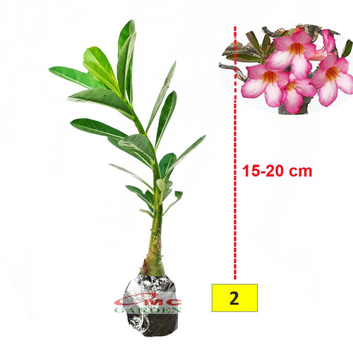 Bibit Benih Tanaman Bonsai Adenium Bonggol Besar Arabicum Obesum Kamboja Jepang 1520
