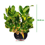 Puring Croton Emping Jengkol Koin Coin Mawar Tanaman Hias 30 40 50 cm
