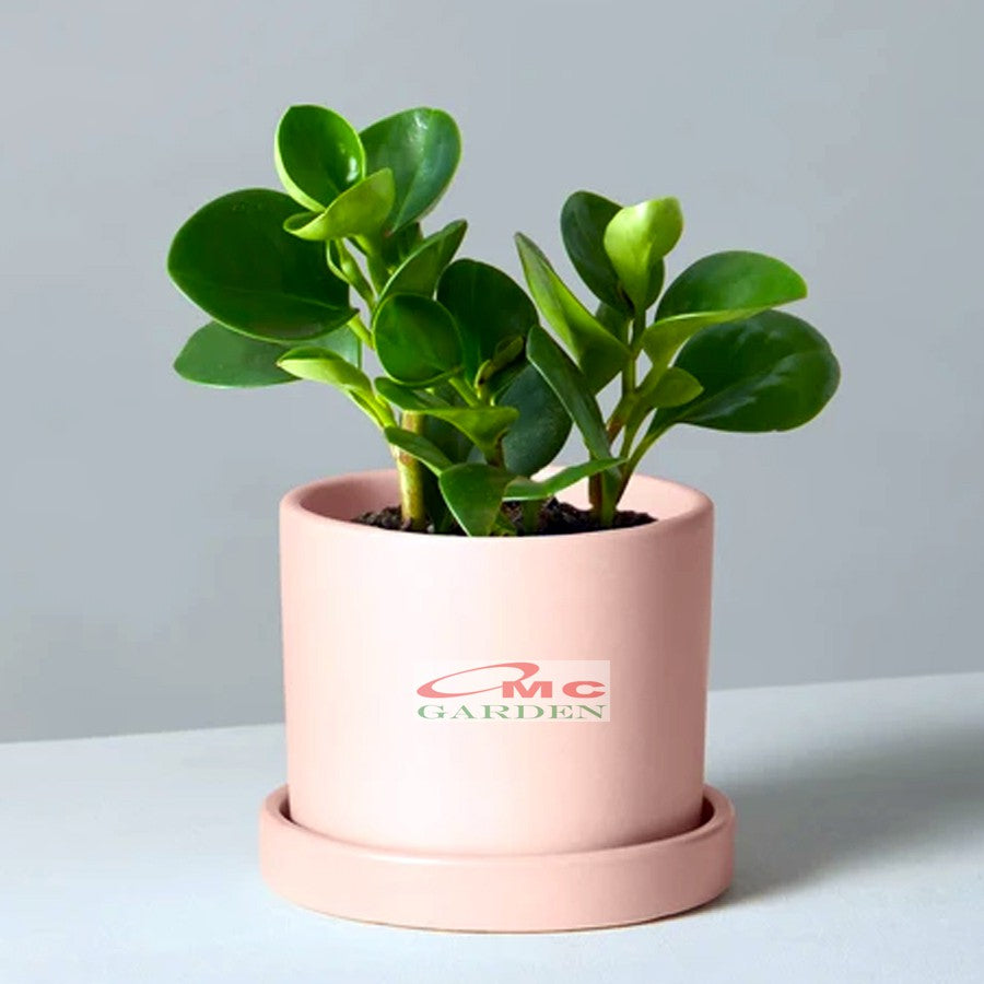 Tanaman Hias Teplan Peperomia Jade Hijau Indoor Air TPL-H-1020