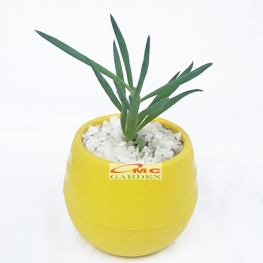 Tanaman Hias Sukulen Sekulen Mini Succulent Kaktus plus Pot Bola Warna SKLN-001-005