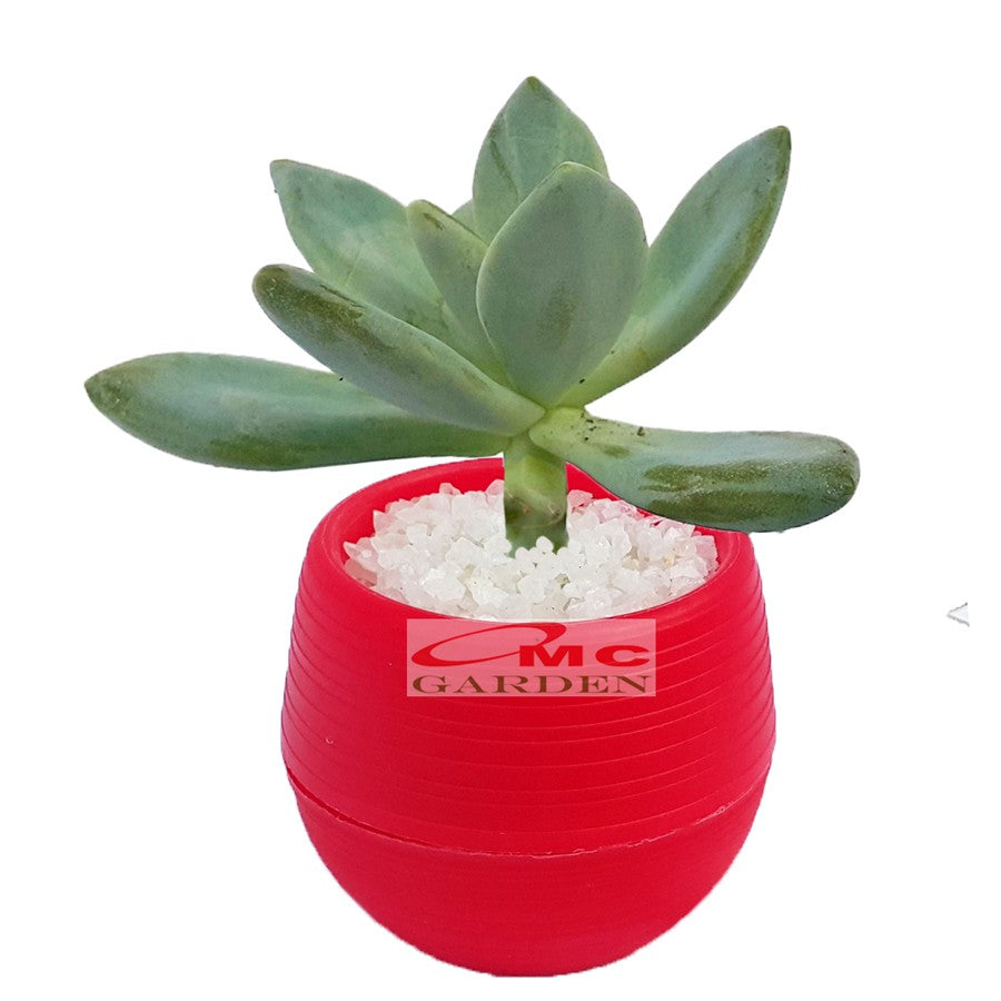 Tanaman Hias Sukulen Sekulen Mini Succulent Kaktus plus Pot Bola Warna SKLN-006-010