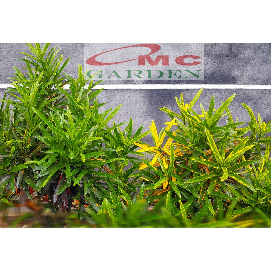Puring Croton Kroton Cabai Cabe Teri Tanaman Hias PR-CABE-2030
