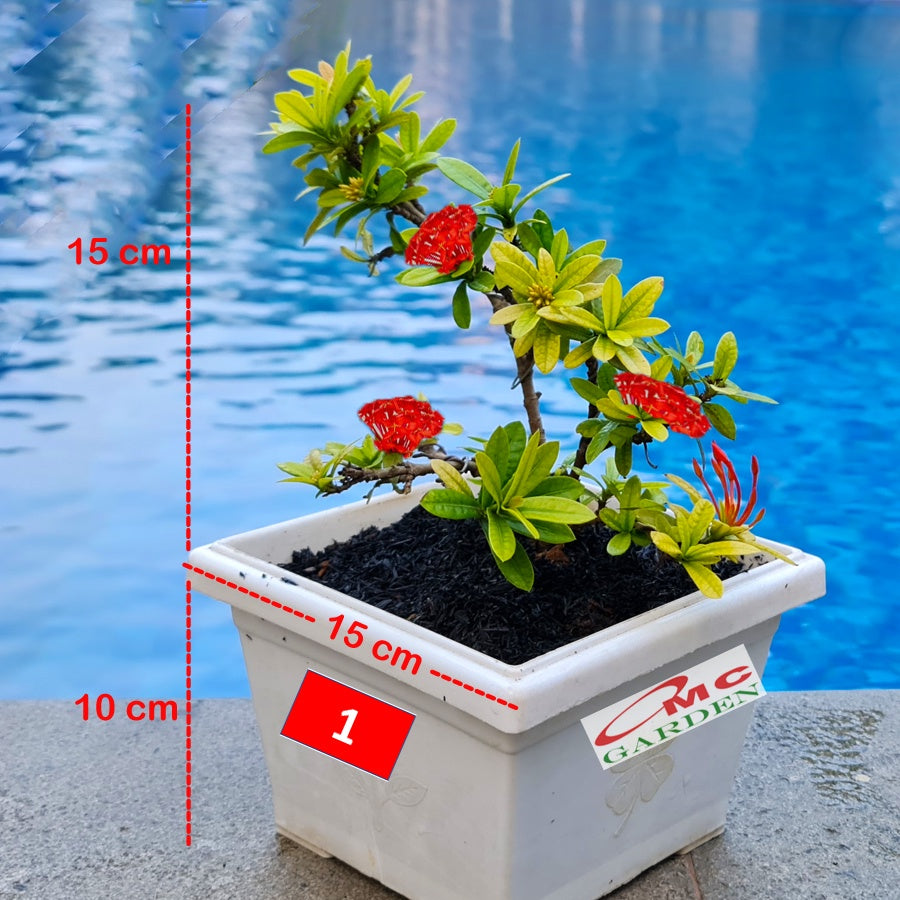 Tanaman Hias Bonsai Bonsae Mame Soka Mini Asoka Jepang Ixora Merah B-SMM-001