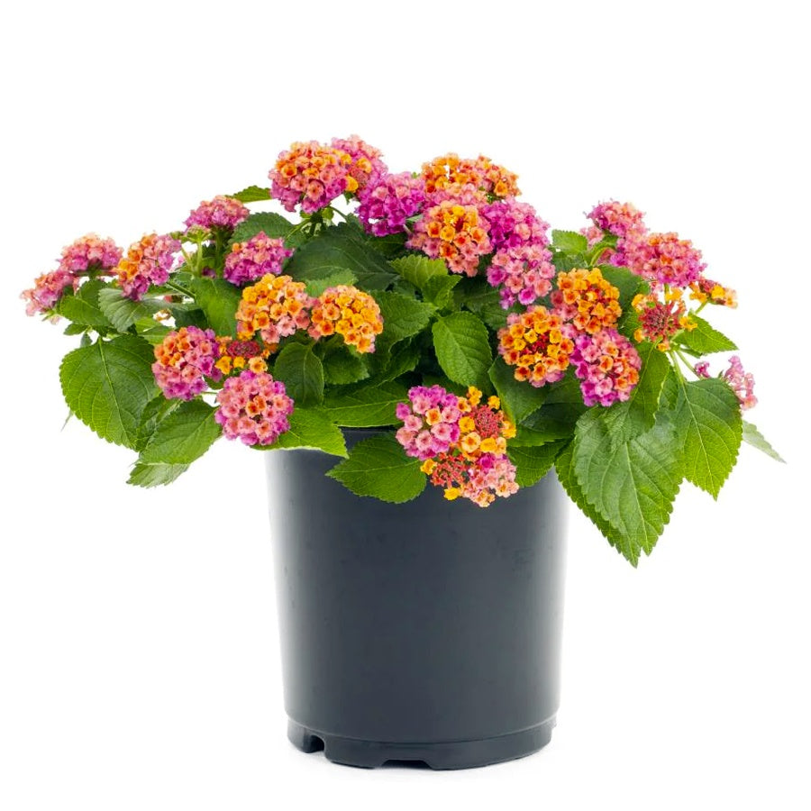 Bonsai Bonsae Lantana Camara Tembelekan Orange Pink Tanaman Hias 001