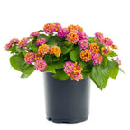Lantana Camara Tembelekan Orange Pink Bibit Pohon Berakar Bonsai Tanaman Hias 2030
