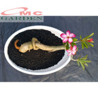Tanaman Hias Bonsai Adenium Arabicum Obesum Kamboja Jepang B-KJ-002TP