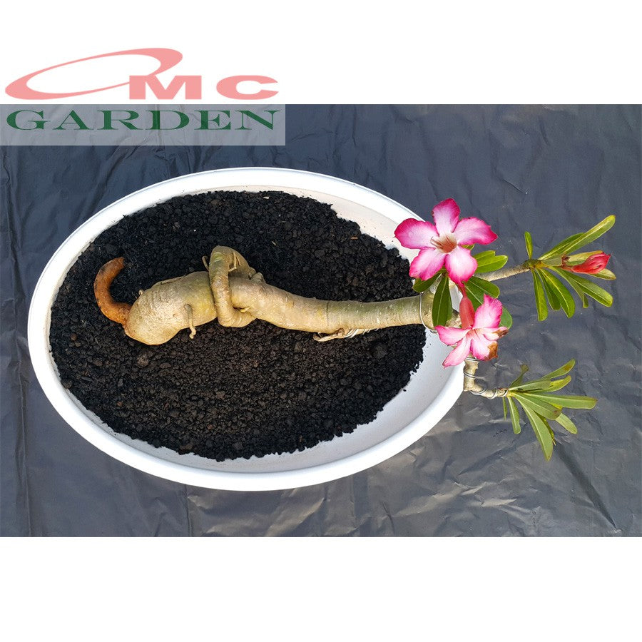 Tanaman Hias Bonsai Adenium Arabicum Obesum Kamboja Jepang B-KJ-002TP