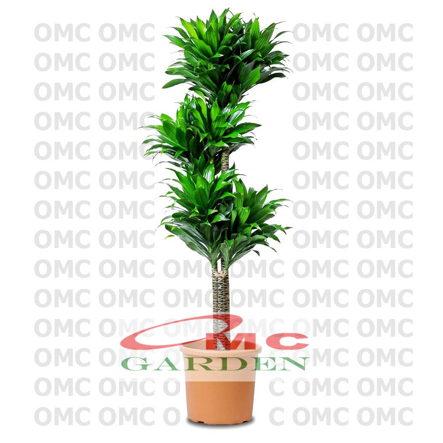 Tanaman Hias Dracaena Compacta Green Jewel Hanjuang Andong Kemoceng DC-5060